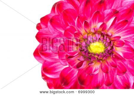Makro visning af Pink blomst Dahlia isoleret