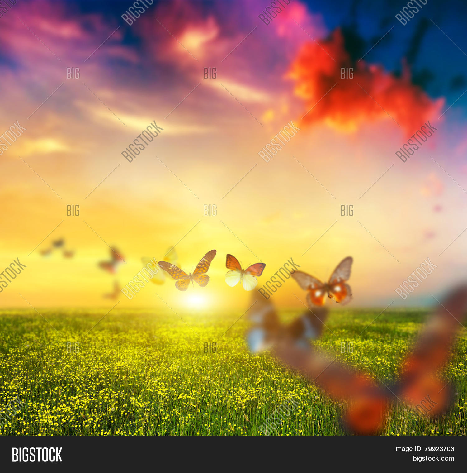Colorful Butterflies Flying Over Image & Photo Bigstock
