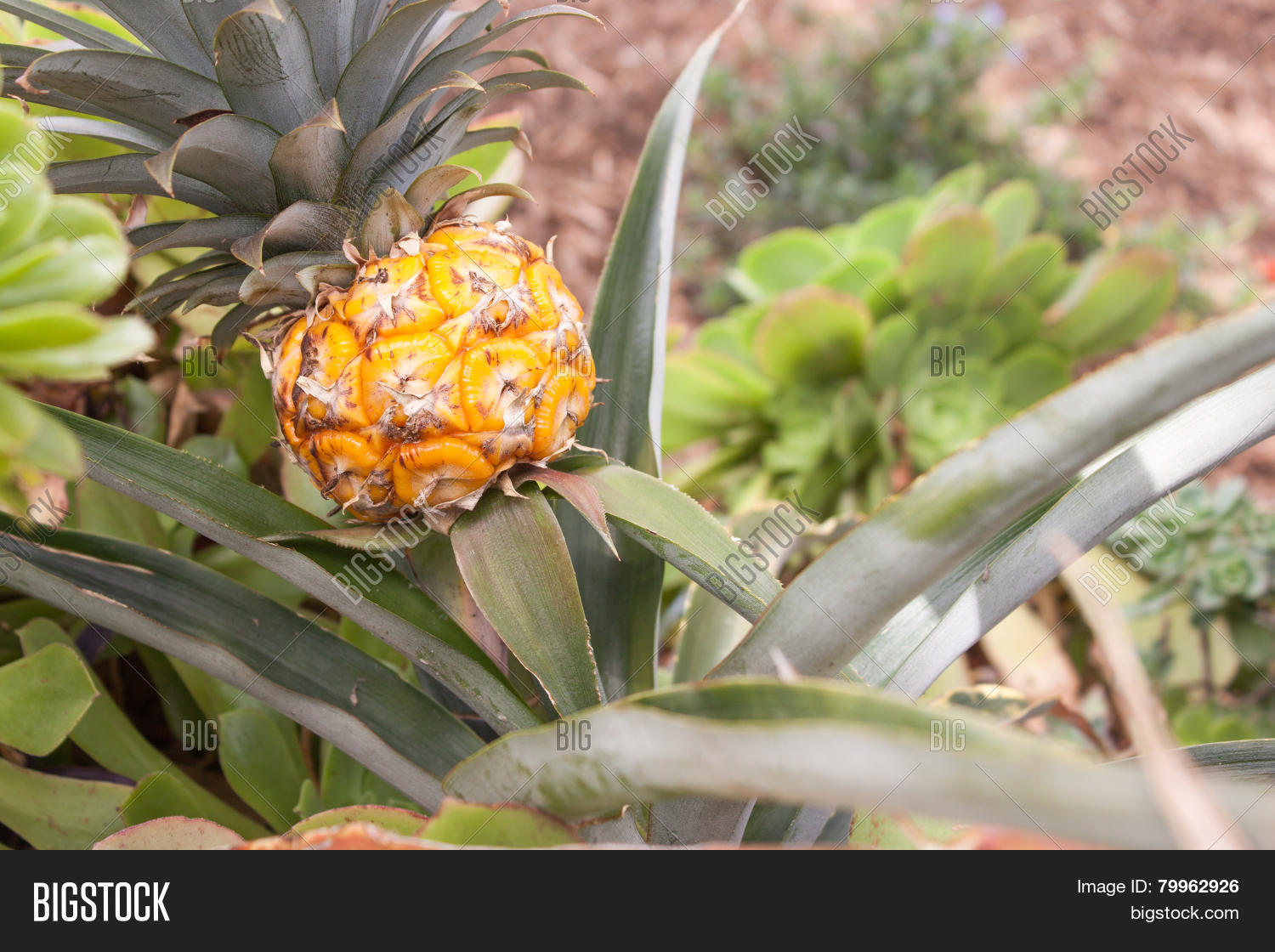 Image Preview