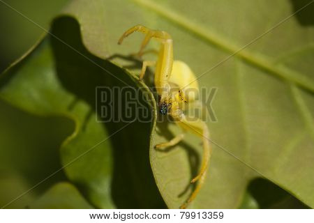yellow crab spider