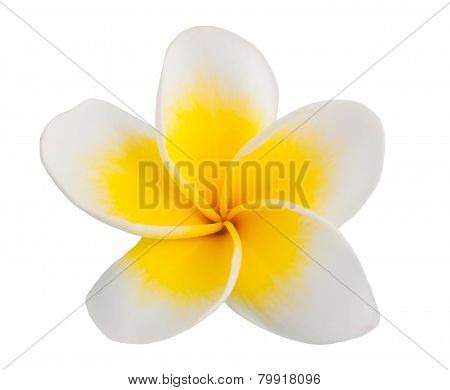 Frangipani