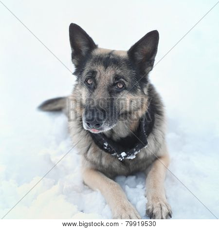 Dog Looking Attentively