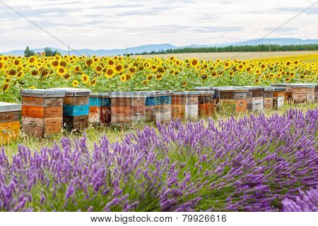 Bee Hives On Lavender Fields, Near Valensole, Provence.
