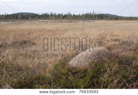 Anthill on a bog, morass.