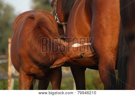Happy Chestnut Foal And His Mother