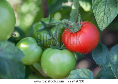 Bunch Of Organic Tomatoes In The Garden. Bio Product
