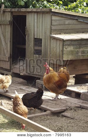 เจี๊ยบคูพ