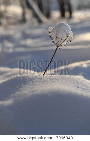 Frysta växten på vintern