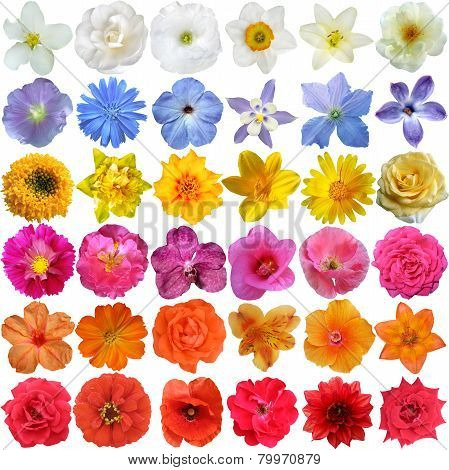 Big Selection Of Various Flowers Isolated On White Background