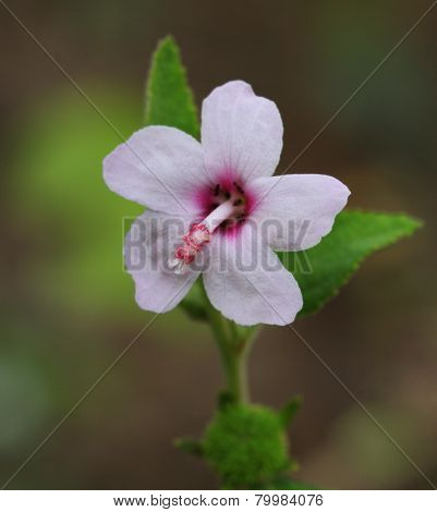 Urena Lobata Hibicus