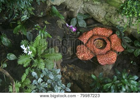 Rafflesia, the biggest flower in the world with rotting meat smell.  