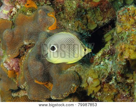 Foureye Butterflyfish On A Tropical Coral Reef