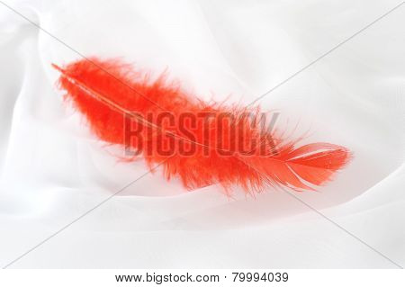 Transparent Fabric And Red Plumelet