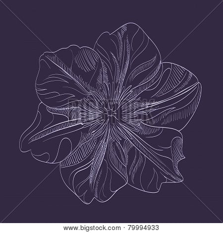 Vector hand-drawing flower