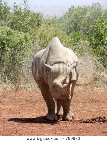 Gebühren rhinoceros