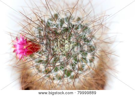 Cactus with pink flower