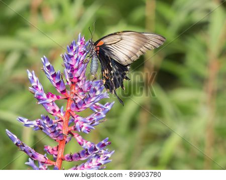 Exotic swallowtail butterfly