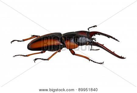 Stag beetle isolated on white