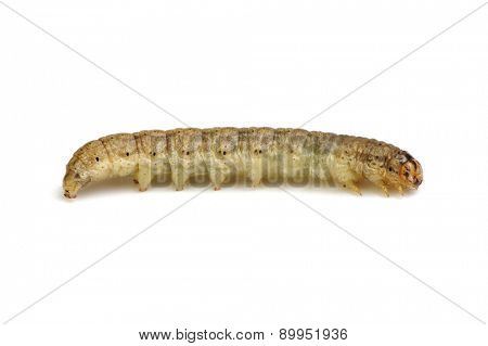  caterpillar isolated on a white background 