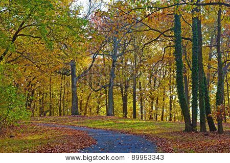 A walkway along deciduous trees in early fall.