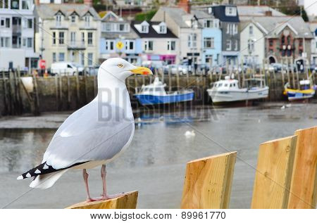 Seagull In A Typically British Seaside Town Setting