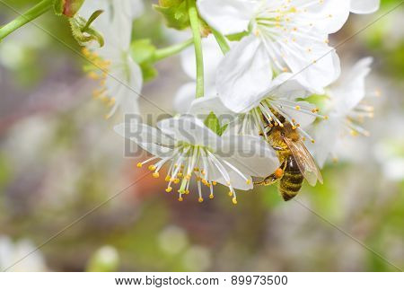 Bee on apricot flowers,