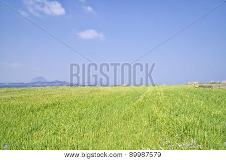 Landscape Of Barley Field With Sanbangsan And Songaksan