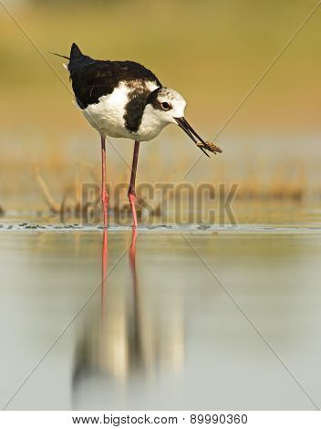 Bird Eating