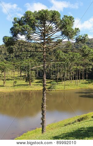 Araucaria Angustifolia ( Brazilian Pine), Brazil