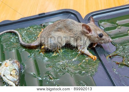Glue Mousetrap.