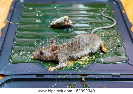 Glue Mousetrap.