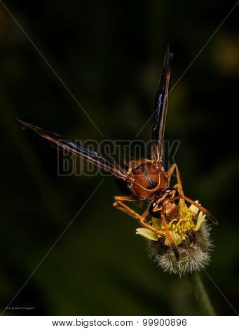 Wasp on the flower