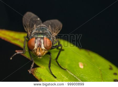 Fly