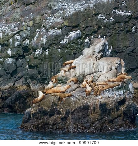 Seals At Rest On Rocky Shore