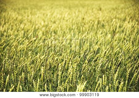 Wheat Field