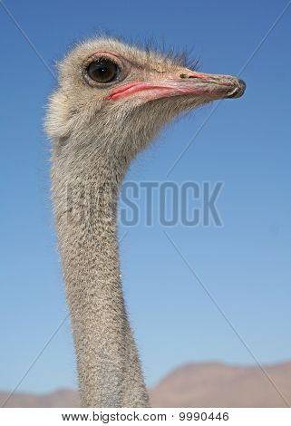 Yakın çekim kafa vurdu bir devekuşu