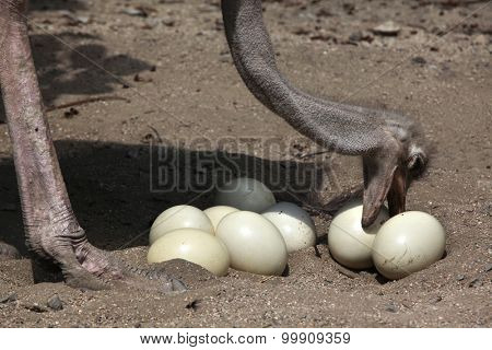 Ostrich (Struthio camelus) inspects its eggs in the nest. Wild life animal. 