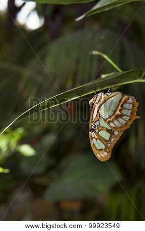 Malachite Butterfly