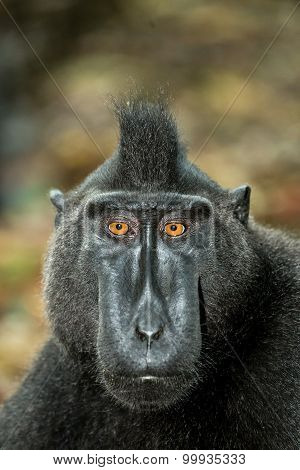 Portrait Of Celebes Crested Macaque, Sulawesi, Indonesia