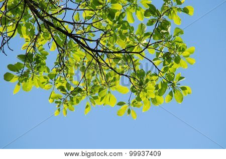 Green Leaf Background And  Blue Sky.