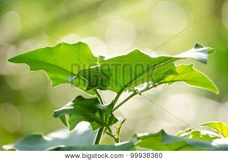 Green Leaf Background And  Blue Sky.