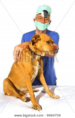Veterinair กับสุนัข