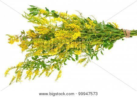 Medicinal plant: Melilotus officinalis (Yellow Sweet Clower)