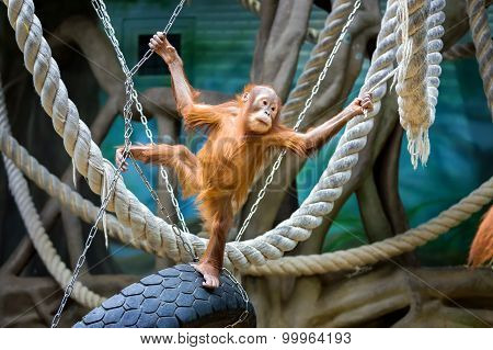 Bornean Orangutan Cub