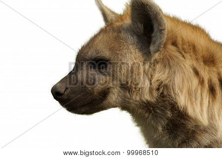 Hyena smiles