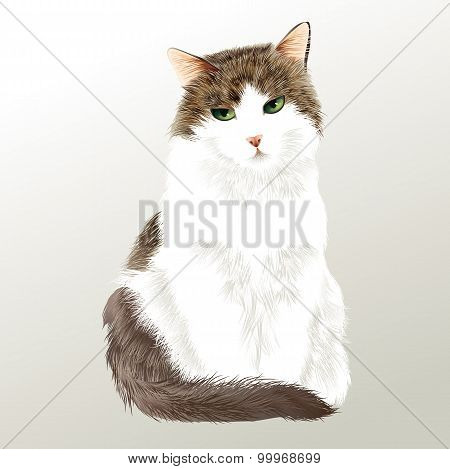 siberian cat