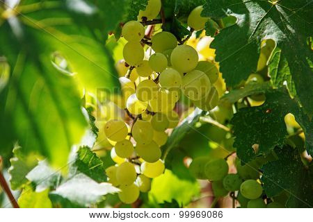 Large Bunch Of White Wine Grapes Hang From A Vine. Winemaking