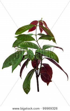 Chinese Croton Plant