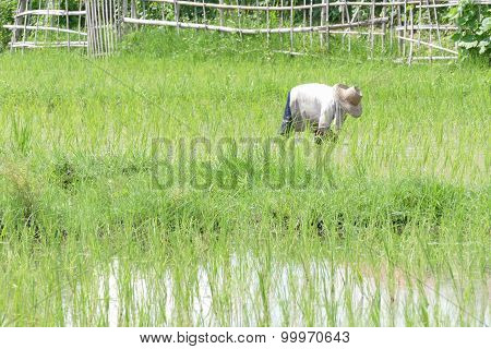The Farmer Is Harvesting Rice In Paddy Field