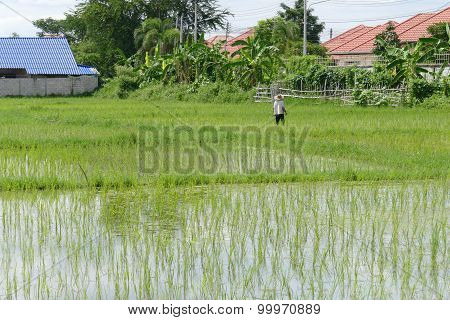 The Farmer Is Harvesting Rice In Paddy Field